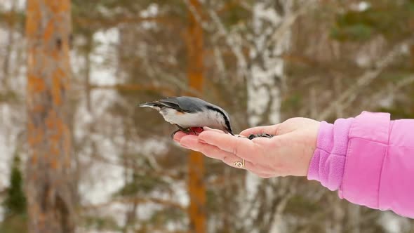 Bird in Women's Hand Eat Seeds