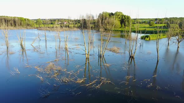 Dry Branches in the Lake