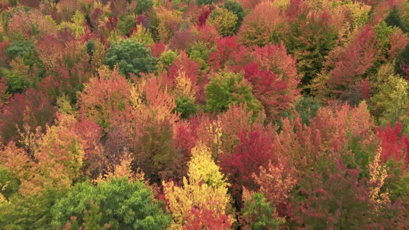 Scenic Yellow Red Orange Autumn Leaves in Canada Bright Fall Foliage Background