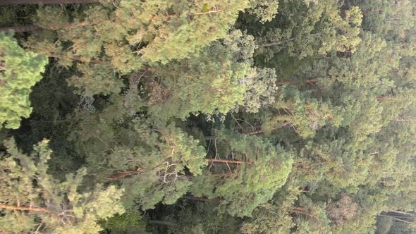 Vertical Video of a Green Forest on a Summer Day