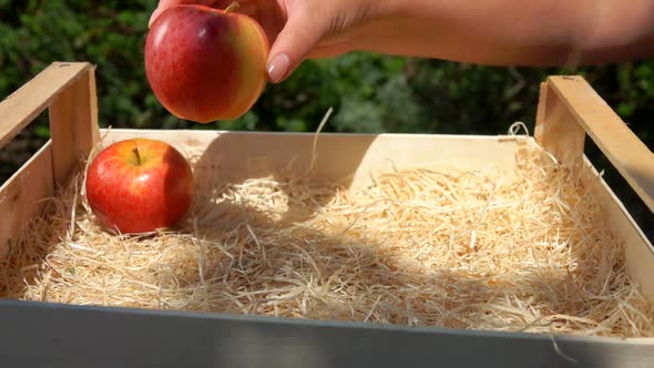 Hand Puts a Juicy Red Apples From a Wooden Box