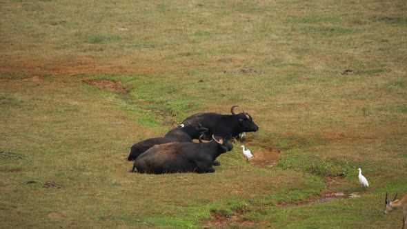 Herd of Buffalos Lying in the Grass