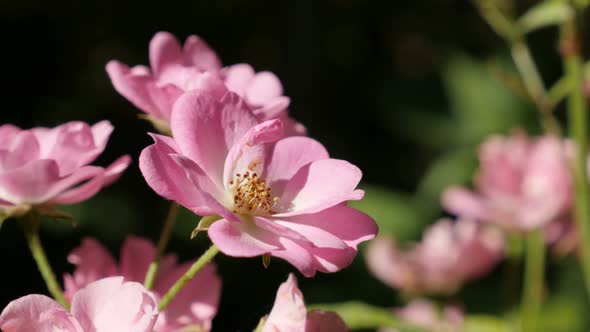 Pink Rosa spring decorative flower shallow DOF 3840X2160 UltraHD footage - Close-up of mini rose hyb