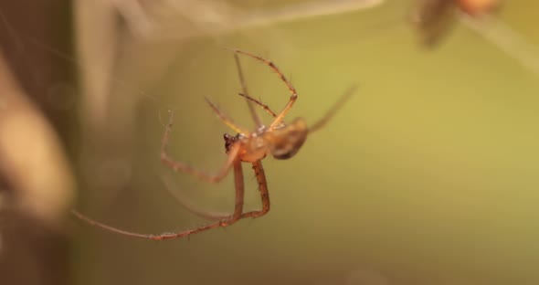 Close Up Macro Shot of a Spider Grabbed the Victim and Wrapped It in a Web.