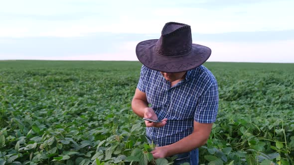 Farmer Agronomist Who Considers Soybean Plants in the Cultivated Field