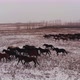 A Herd of Wild Horses Running on a Snow-covered Field. - VideoHive Item for Sale