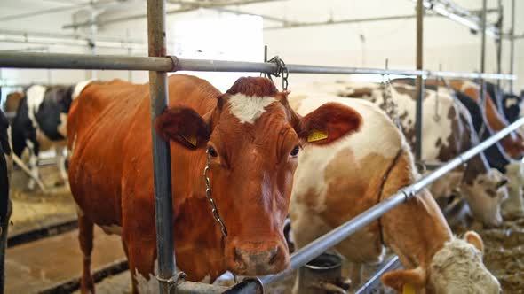 Close-up of red cow among other cows in a barn. Beautiful brown cow is standing in a row