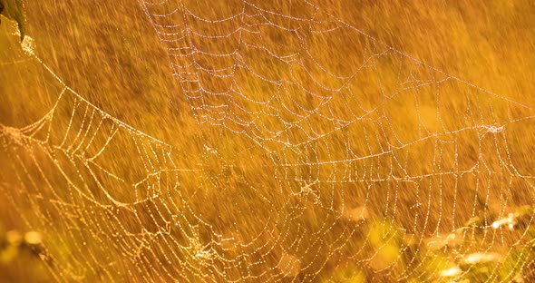 Rain in the Forest at Sunset. Cobwebs in Small Drops of Rain.