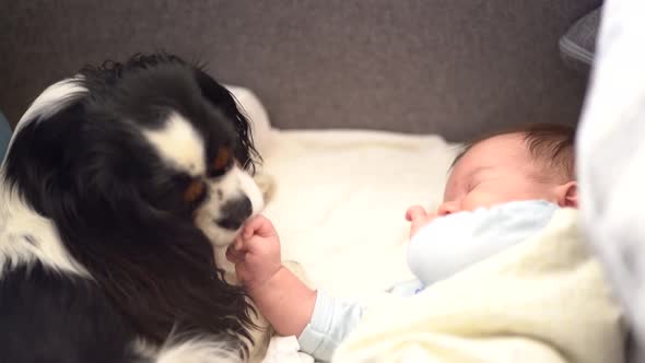 Cavalier King Charles Spaniel dog licking a newborn child