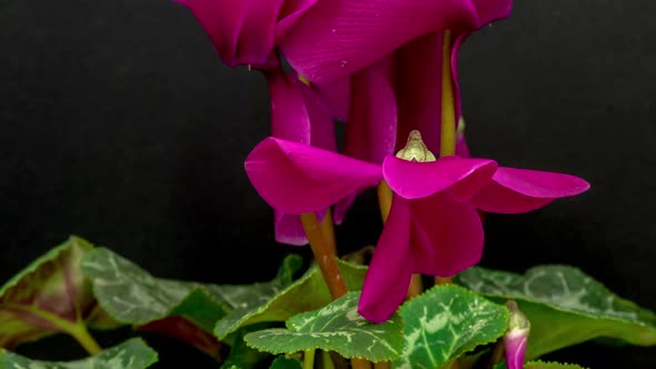 Cyclamen Flower On Black 2