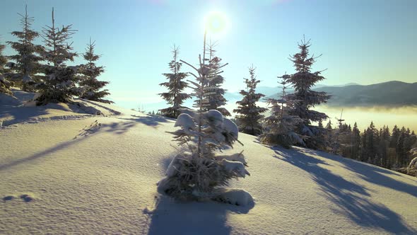 Amazing winter landscape with pine trees of snow covered forest in cold mountains at sunrise. alt