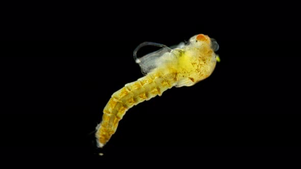 Pupa (Larva) of a Mosquito Under a Microscope, Order Diptera,