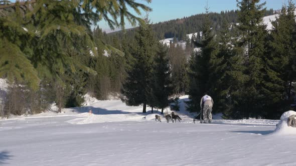 Dog sleds racing in the mountains