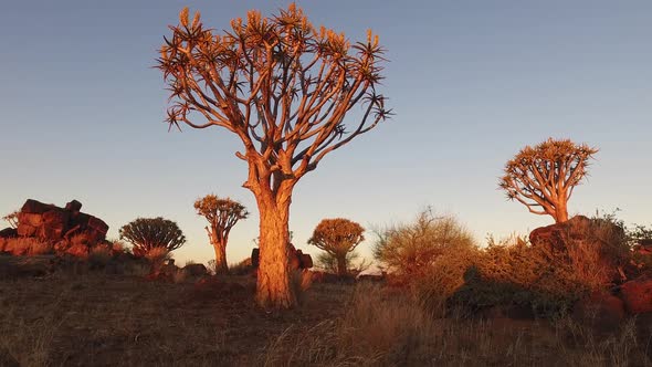 Quiver Trees at Sunset in Namibia