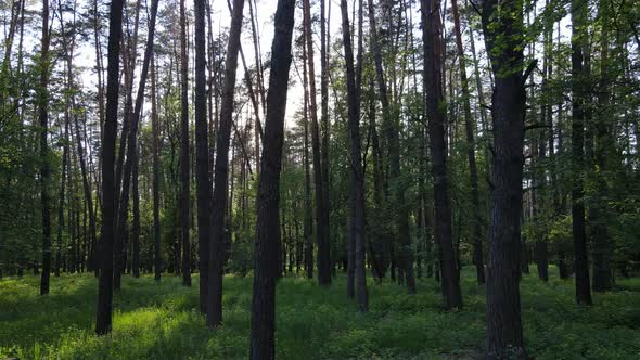 Wild Forest Landscape on a Summer Day