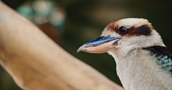 Close up of laughing kookaburra sitting on a tree branch. BMPCC 4K