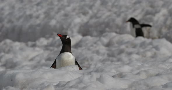 Gentoo penguins (Pygoscelis papua) in snow, Cuverville Island, Antarctica