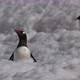 Gentoo penguins (Pygoscelis papua) in snow, Cuverville Island, Antarctica - VideoHive Item for Sale