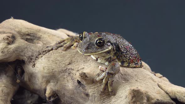 Frog Sitting on a Stone on Wooden Snag in Black Background