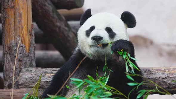 Cute Panda Eating Bamboo Stems