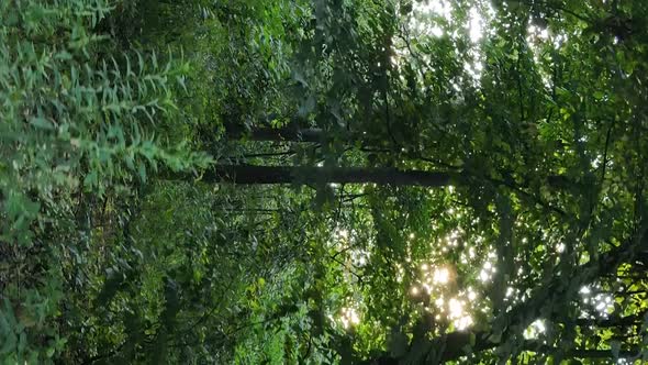 Vertical Video of a Forest with Trees