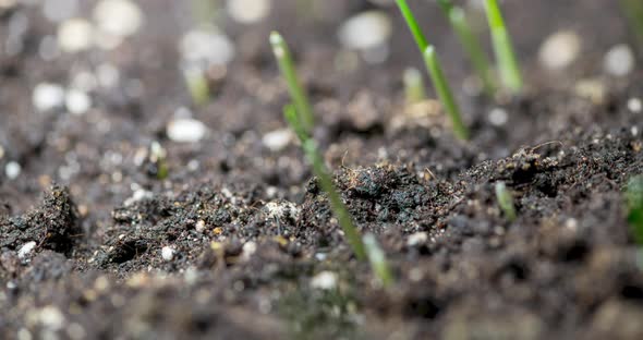 Fresh Grass Growing Macro Timelapse