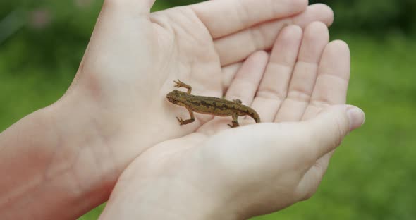 A Man Holds a Lizard in His Hand