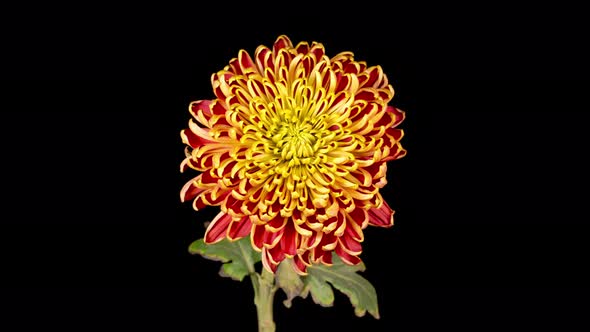 Beautiful Red - Yellow Chrysanthemum Flower Opening