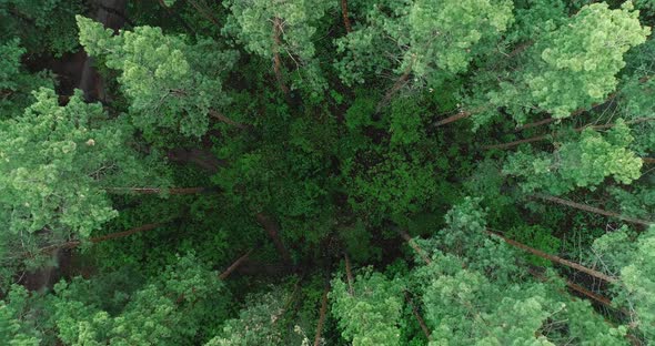 The camera goes up through the trees in the forest