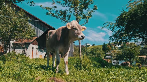 Domestic Bull Grazes in Backyard on Green Meadow By Blue Sky Ecological Place