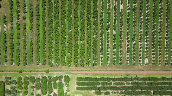 Massive rows of fruit tree in green farm orchard, top down aerial view, 4k 60fps