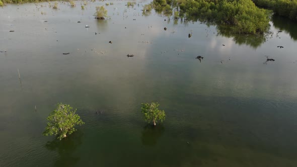 Fly over mangrove swamp which habitat of birds