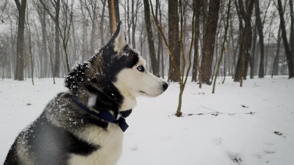 Husky Dog Face in Winter in the Forest and Falling Snow