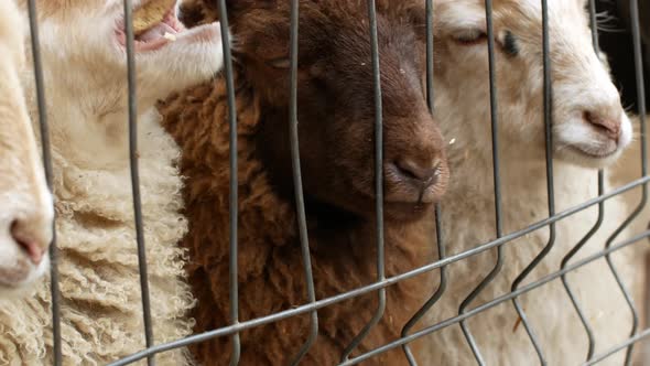 A little girl on a farm feeds a herd of a young lamb. Contact of the child with animals.