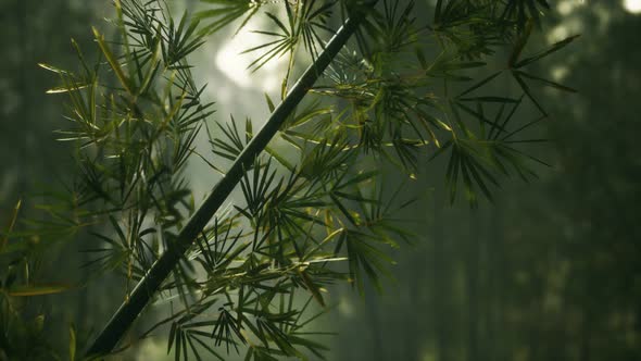 Green Bamboo Forest with Morning Sunlight