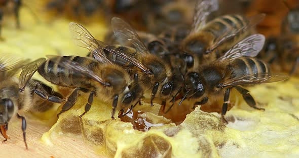 Honey Bee, apis mellifera, Female Workers drinking Honey, Bee Hive in Normandy, Real Time 4k