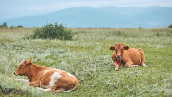 Red Cattle Resting in the Field on an Overcast Day