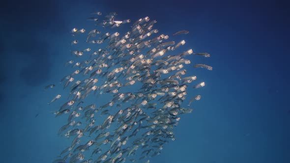 FishBowl of Indian Mackerel Silversides Hiding Behind Secret Rocks Under Sun Shine and Beams