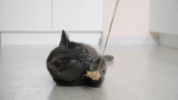 Closeup of a Gray Cat Playing with a Spikelet on the Floor