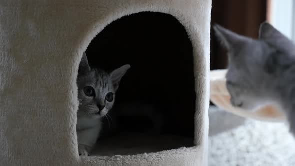 Cute Cat Lying On Cat Tower Slow Motion