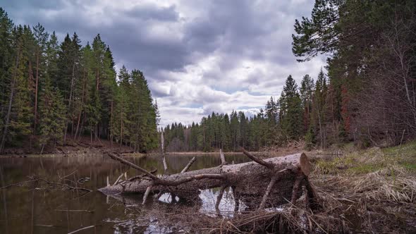Beautiful Spring Landscape on a Wild Forest Lake Time Lapse Camera Movement Hyperlapse