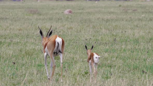 Mother springbok walks with her calf across a dry grass plain in Botswana. Telephoto shot, panning t