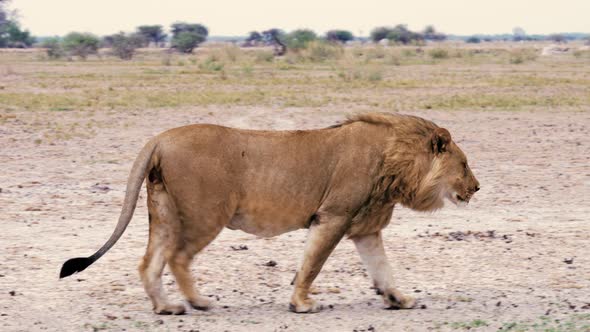 Young injured male lion walking across the savanna plains, missing testicles from a recent fight.