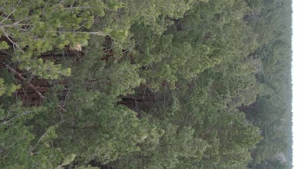 Vertical Video of Trees in a Pine Forest Slow Motion