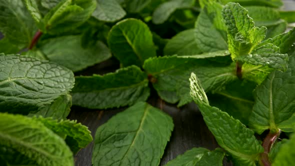 Camera Moving Forward Among Mint Foliage. Rich Green Color. Plants Growing at Home. Slider Macro