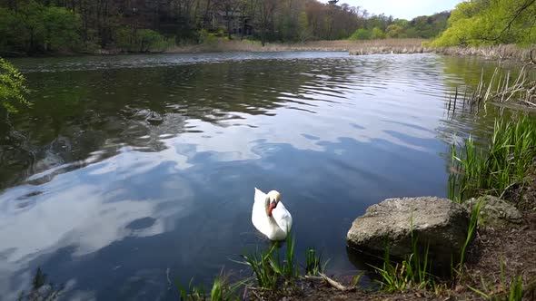White swan peacefully paddling in water on a lake