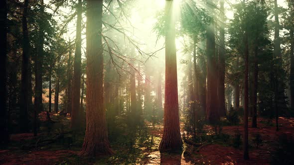 Giant Sequoias in the Giant Forest Grove in the Sequoia National Park