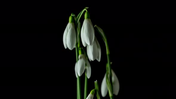 Snowdrop Flower Blossom Timelapse on Black