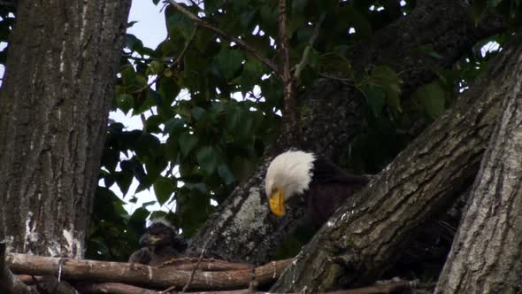 Close  up static shot of bald eagle feeding chick in nest