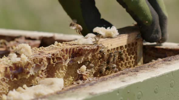 BEEKEEPING - Ring a frame from a beehive, slow motion close up